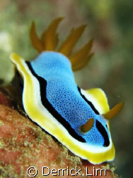 Chromodoris elizabethina, Seaventures House Reef, Canon G... by Derrick Lim 